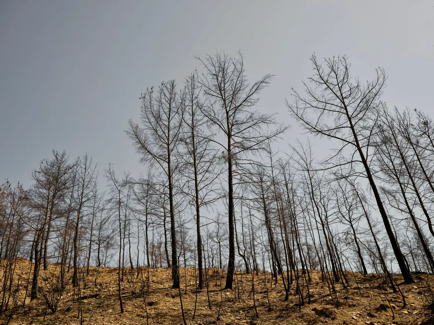 Forêt de pins desséchés sur un versant aride en pleine sécheresse