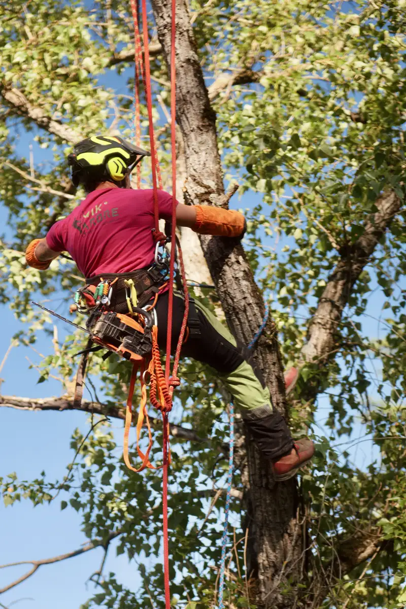 Arboriste-grimpeur Mik'Arbre montant le long d'un tronc à la corde lors d'un démontage en zone serrée