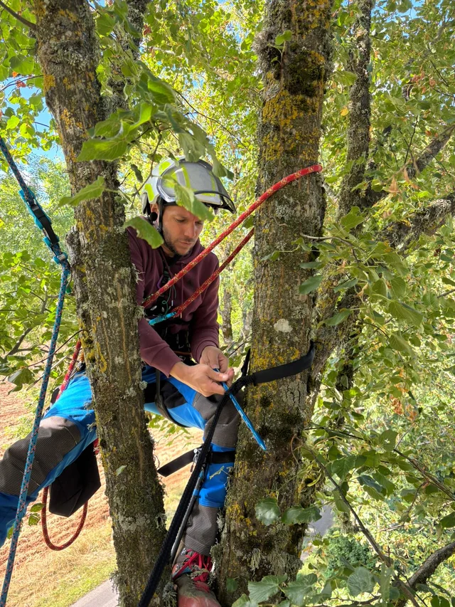 Mickaël Sottile, fondateur de Mik'Arbre, élague un arbre