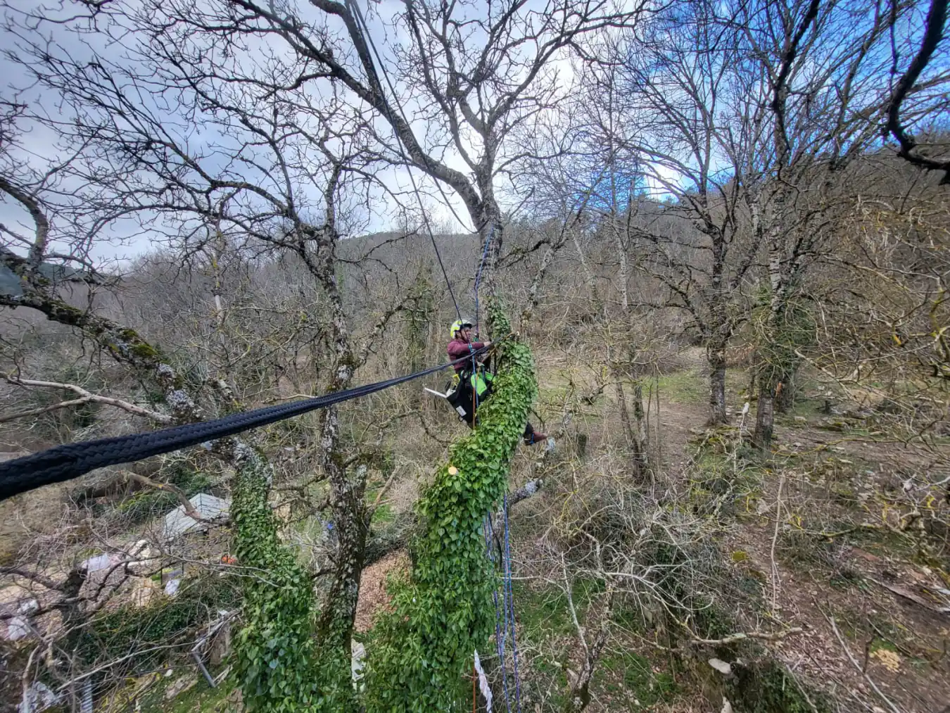 Hauban tendu entre deux troncs pour sécuriser un arbre fendu