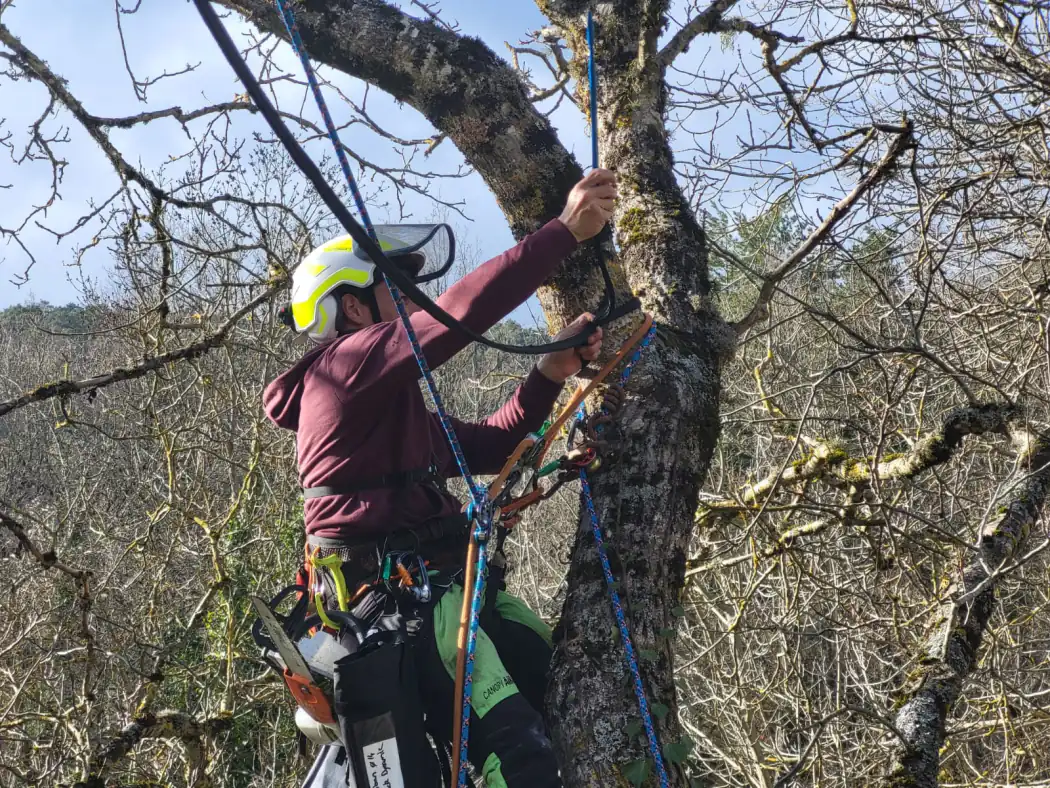 Pose d'un haubanage dans la fourche d'un chêne pour sécuriser l'union, Sud-Aveyron