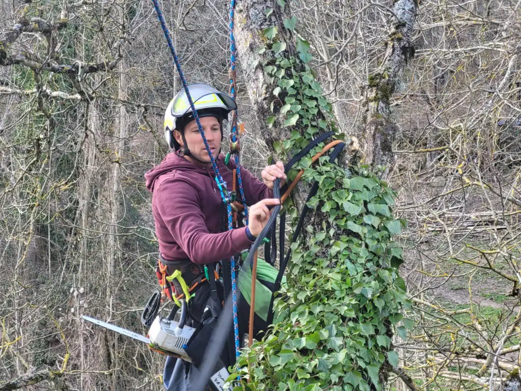 Installation d'une sangle de haubanage dynamique sur un noyer, Mik'Arbre