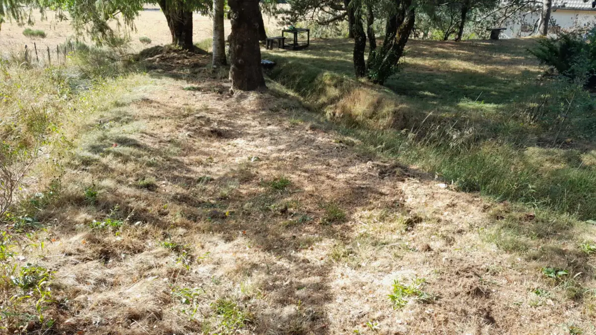 Terrain remis à plat sous les arbres après le rognage de plusieurs souches, à Camprieu